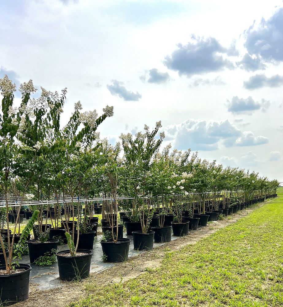 lagerstroemia-fauriei-natchez-japanese-crape-myrtle