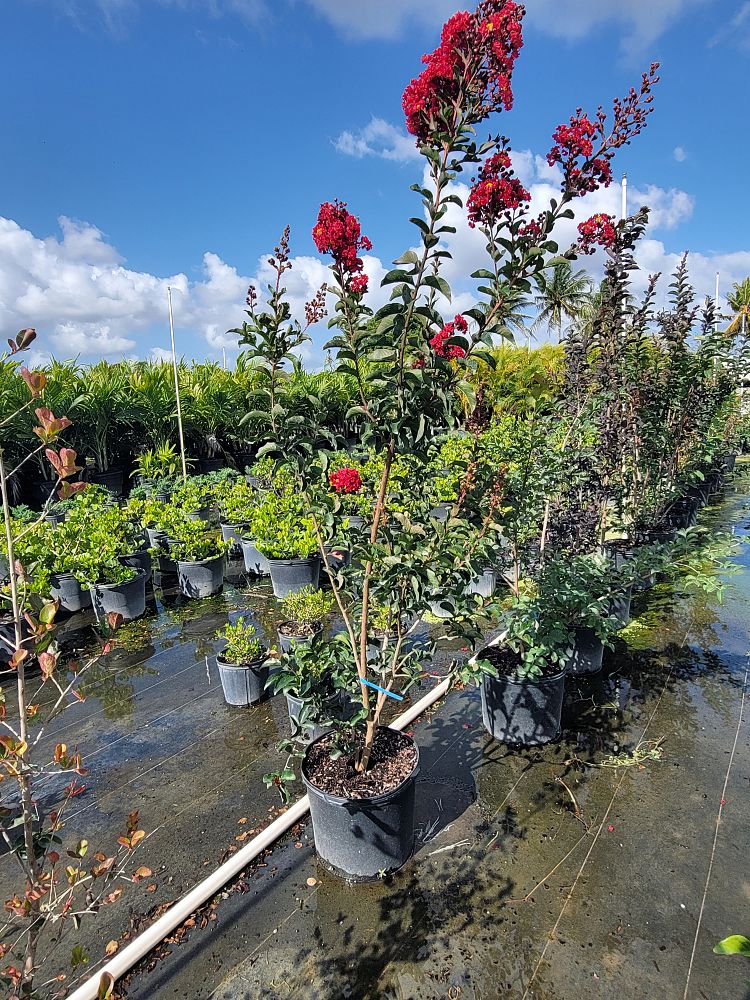 lagerstroemia-fauriei-natchez-japanese-crape-myrtle