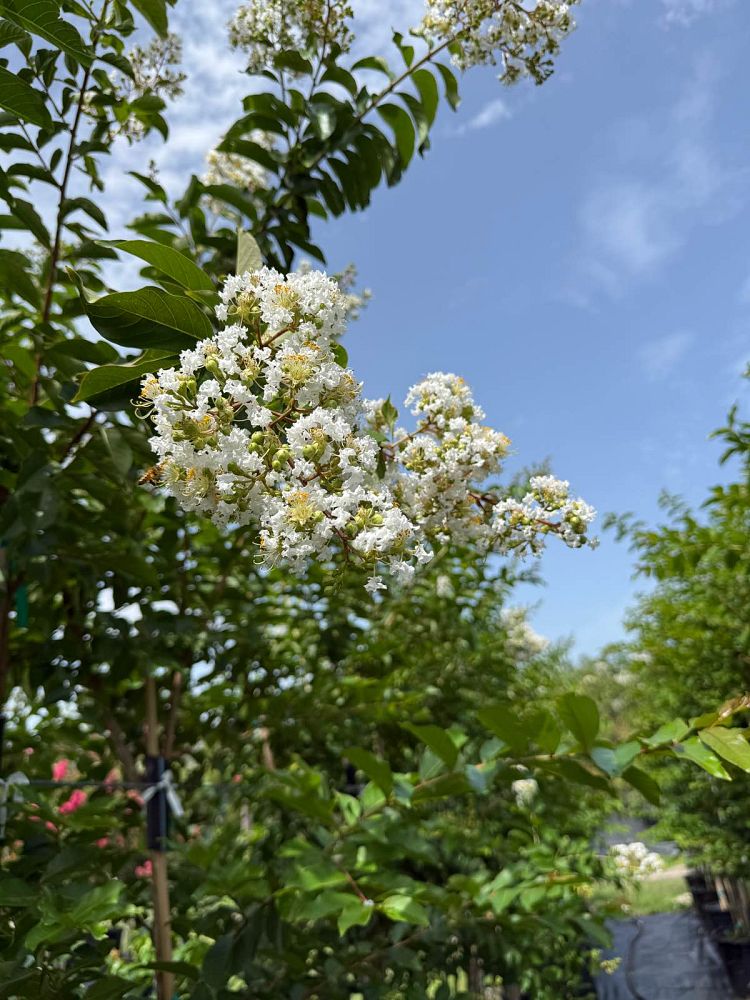 lagerstroemia-fauriei-natchez-japanese-crape-myrtle