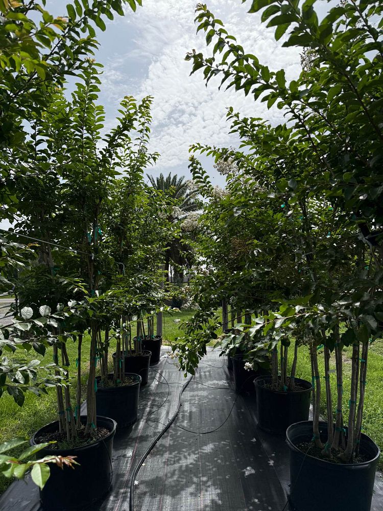 lagerstroemia-fauriei-natchez-japanese-crape-myrtle