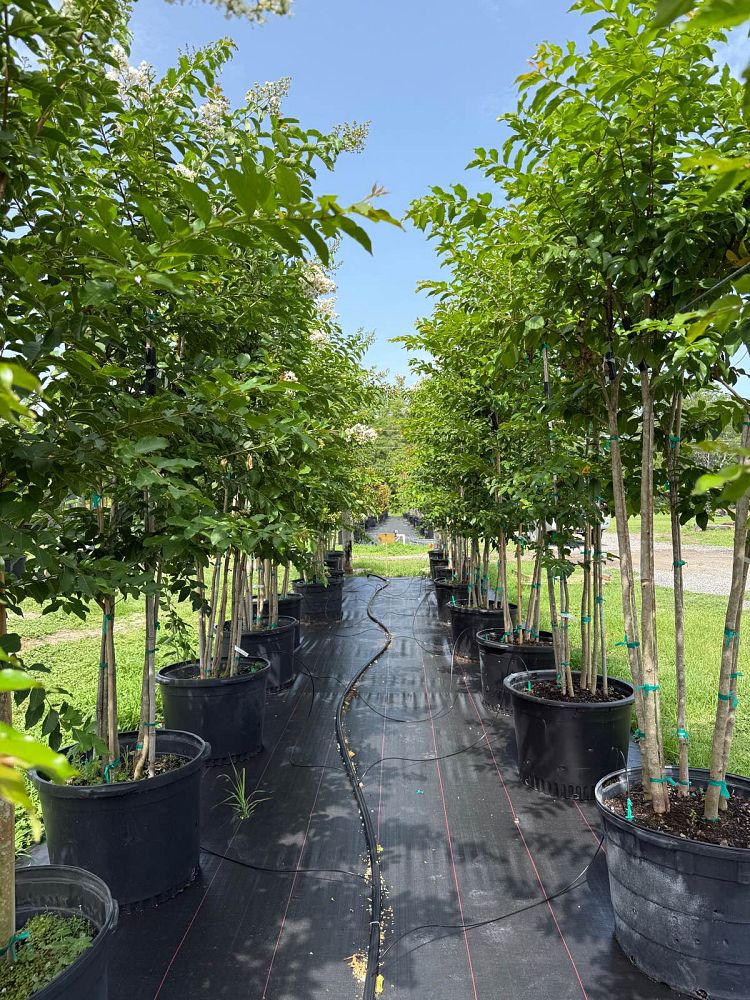 lagerstroemia-fauriei-natchez-japanese-crape-myrtle
