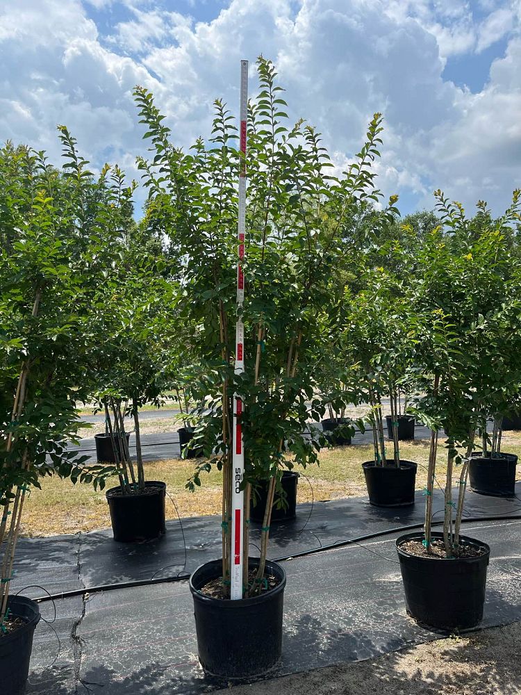 lagerstroemia-fauriei-natchez-japanese-crape-myrtle