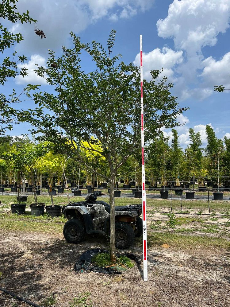 lagerstroemia-fauriei-natchez-japanese-crape-myrtle