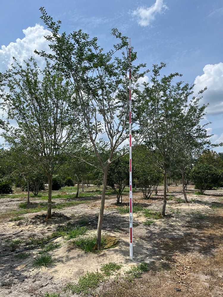 lagerstroemia-fauriei-natchez-japanese-crape-myrtle