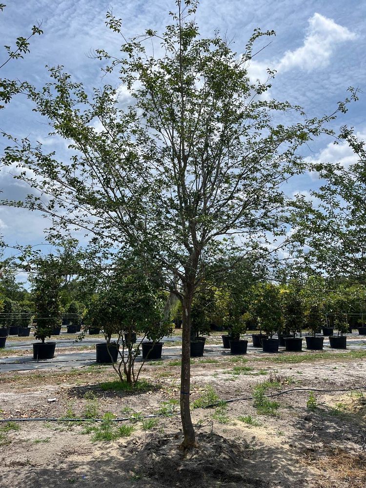 lagerstroemia-fauriei-natchez-japanese-crape-myrtle