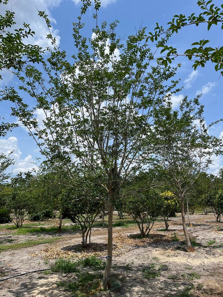 lagerstroemia-fauriei-natchez-japanese-crape-myrtle