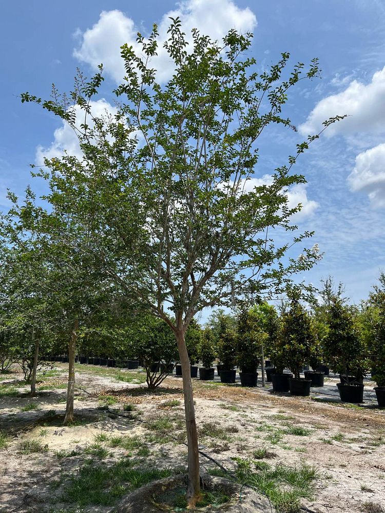 lagerstroemia-fauriei-natchez-japanese-crape-myrtle