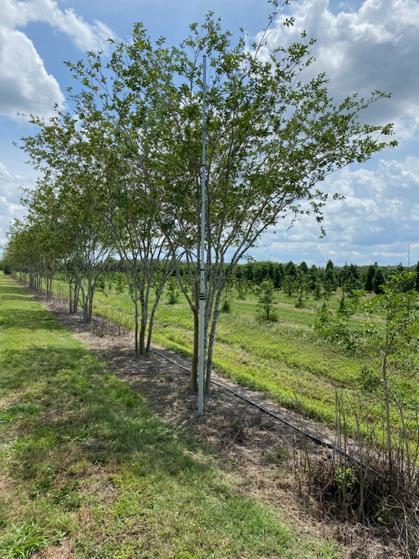 lagerstroemia-fauriei-natchez-japanese-crape-myrtle
