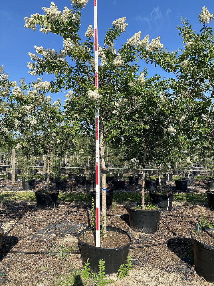 lagerstroemia-fauriei-natchez-japanese-crape-myrtle