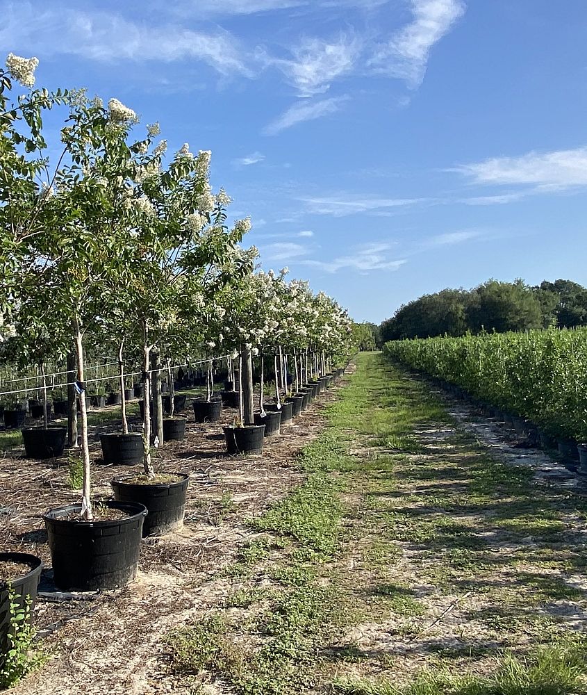 lagerstroemia-fauriei-natchez-japanese-crape-myrtle