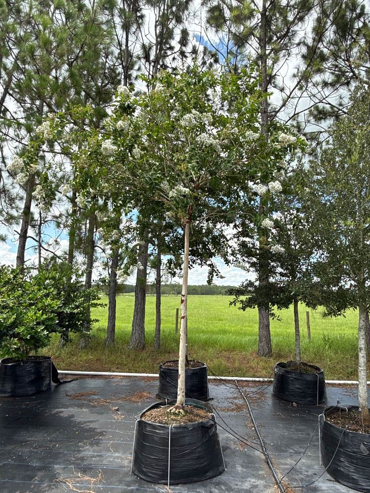 lagerstroemia-fauriei-natchez-japanese-crape-myrtle