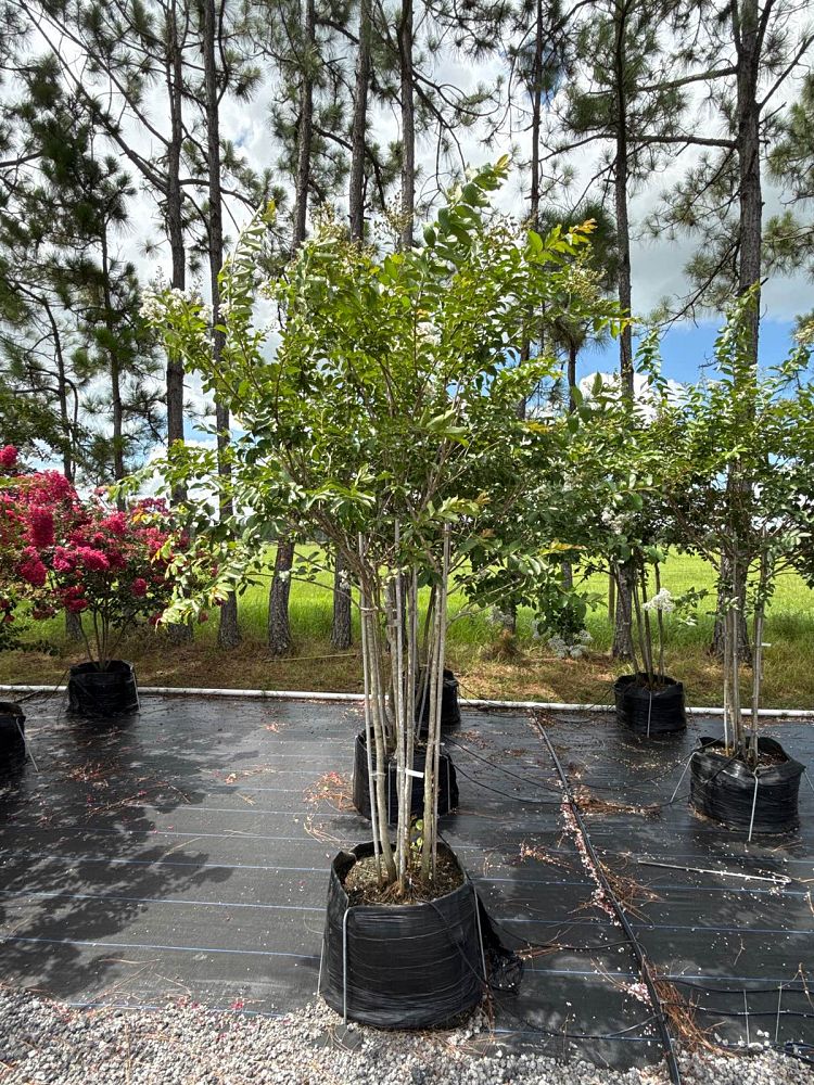 lagerstroemia-fauriei-natchez-japanese-crape-myrtle