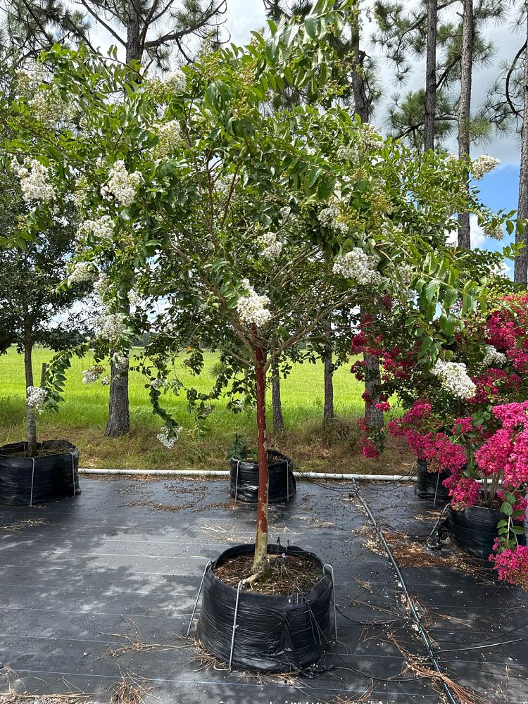 lagerstroemia-fauriei-natchez-japanese-crape-myrtle