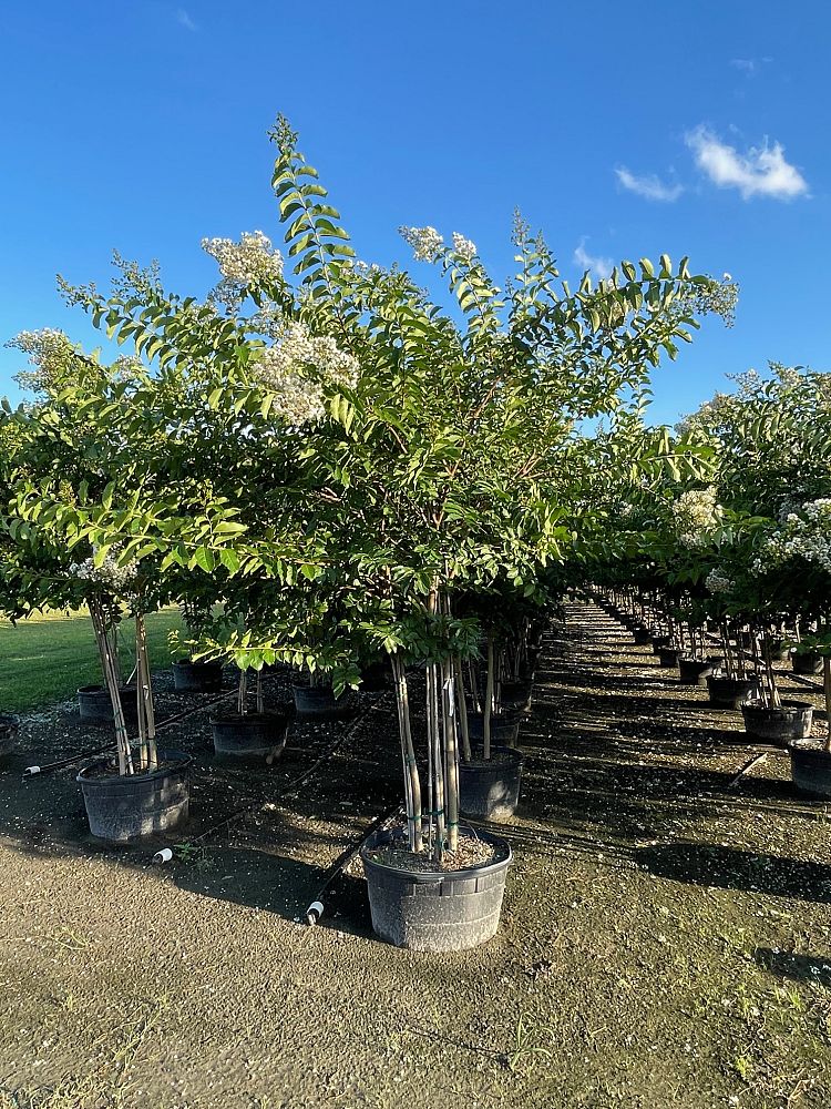 lagerstroemia-fauriei-natchez-japanese-crape-myrtle