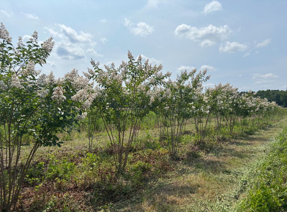 lagerstroemia-fauriei-natchez-japanese-crape-myrtle