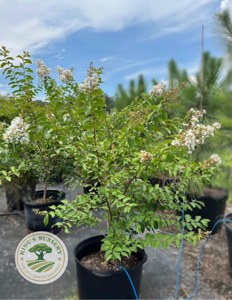 lagerstroemia-fauriei-natchez-japanese-crape-myrtle