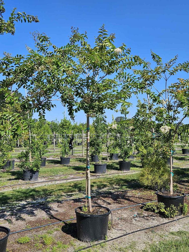 lagerstroemia-fauriei-natchez-japanese-crape-myrtle