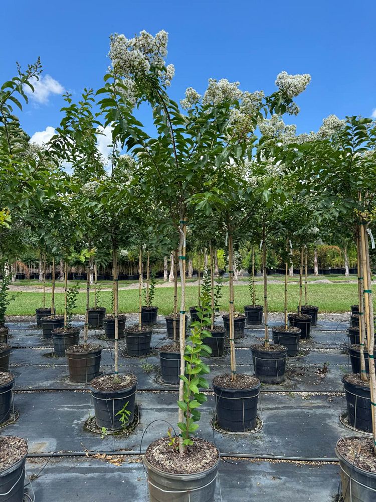 lagerstroemia-fauriei-natchez-japanese-crape-myrtle