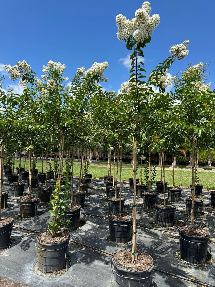 lagerstroemia-fauriei-natchez-japanese-crape-myrtle