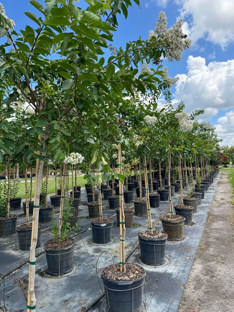 lagerstroemia-fauriei-natchez-japanese-crape-myrtle