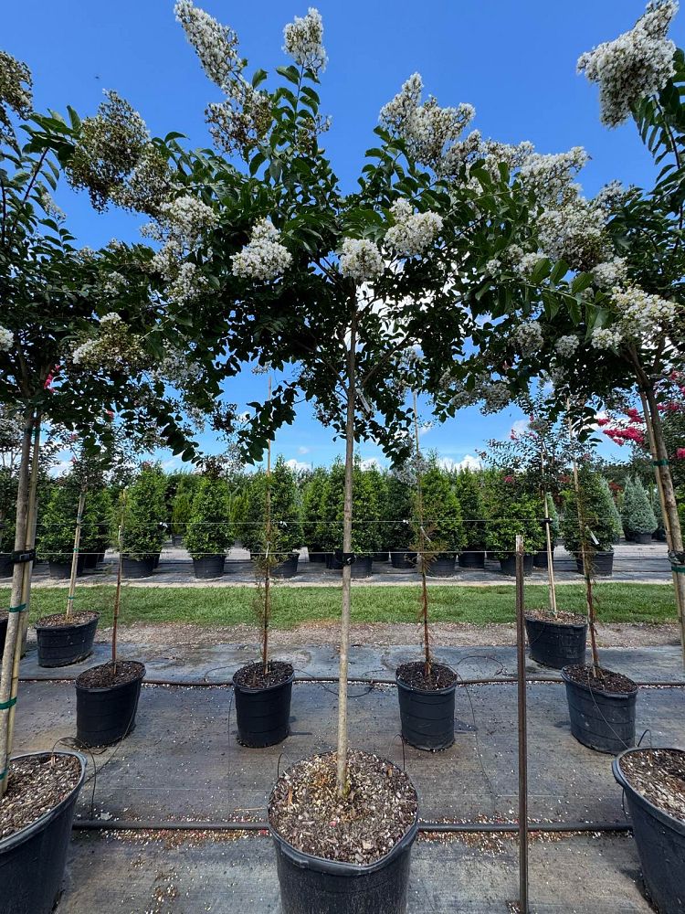 lagerstroemia-fauriei-natchez-japanese-crape-myrtle