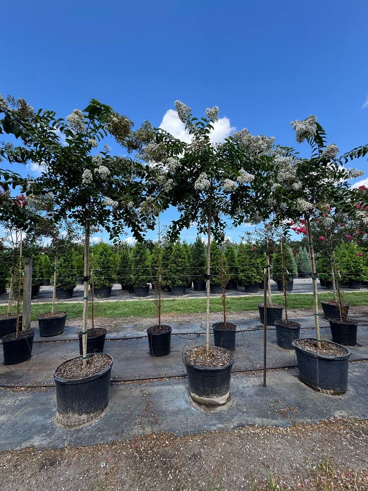 lagerstroemia-fauriei-natchez-japanese-crape-myrtle