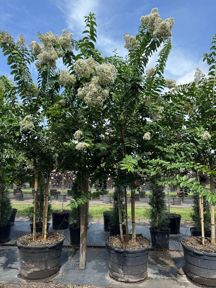 lagerstroemia-fauriei-natchez-japanese-crape-myrtle