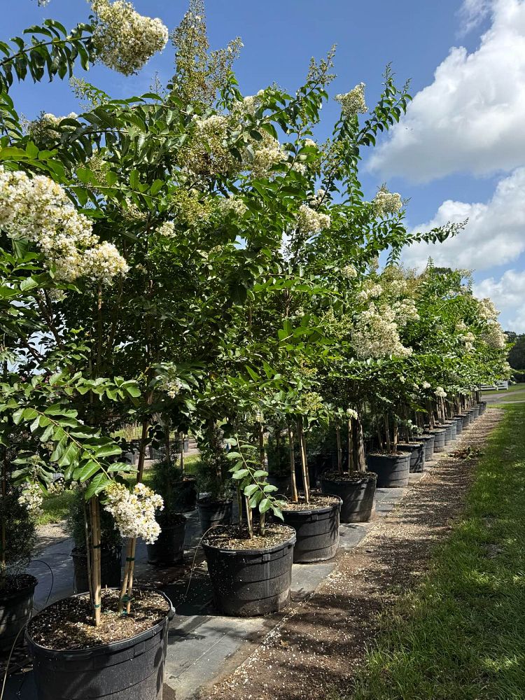 lagerstroemia-fauriei-natchez-japanese-crape-myrtle