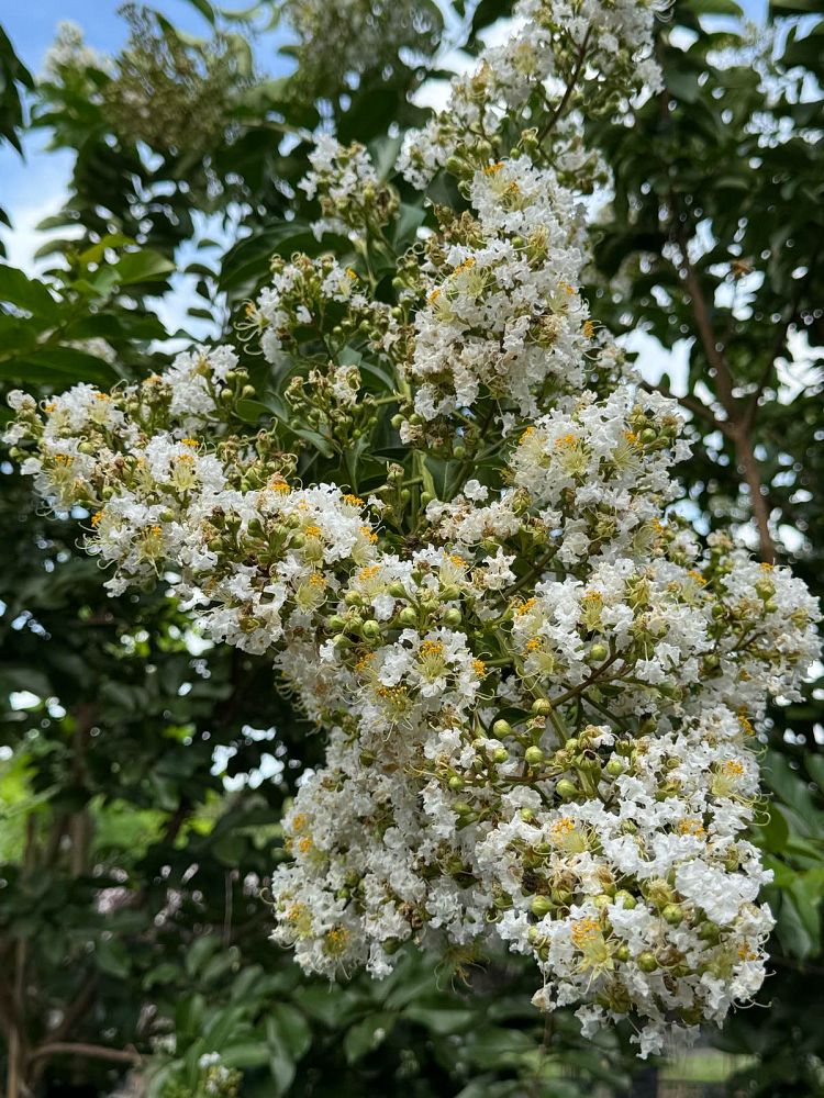 lagerstroemia-fauriei-natchez-japanese-crape-myrtle