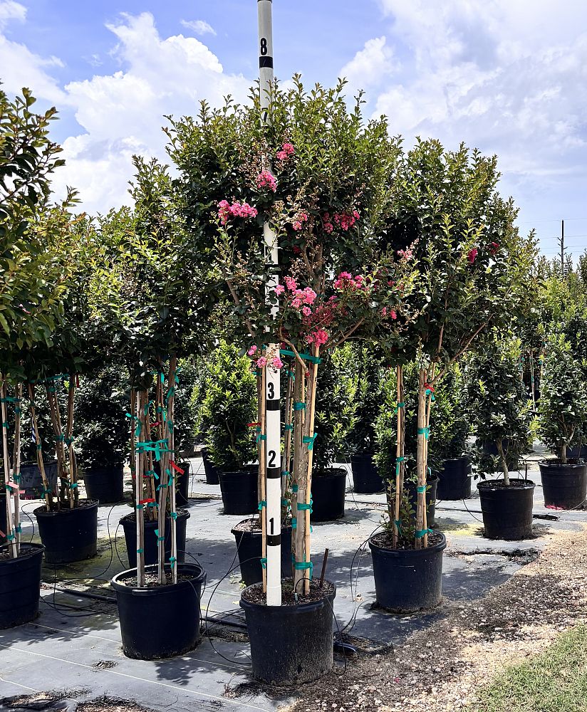 lagerstroemia-fauriei-natchez-japanese-crape-myrtle