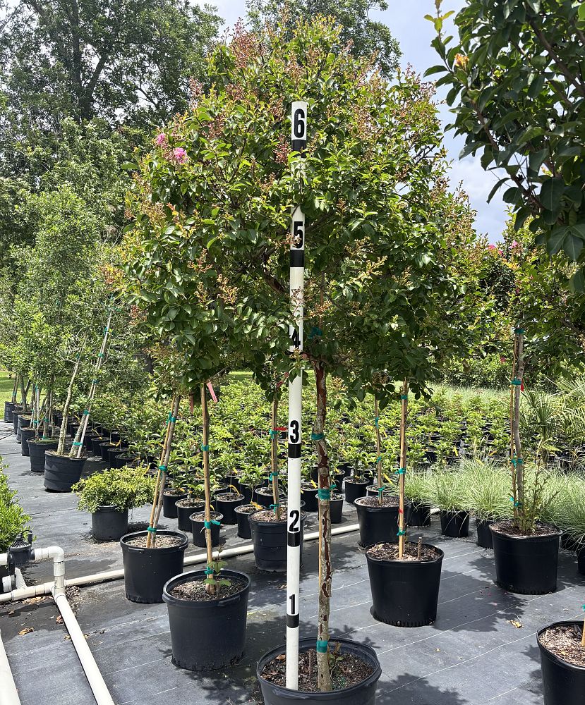 lagerstroemia-fauriei-natchez-japanese-crape-myrtle