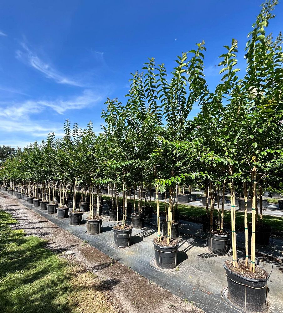 lagerstroemia-fauriei-natchez-japanese-crape-myrtle