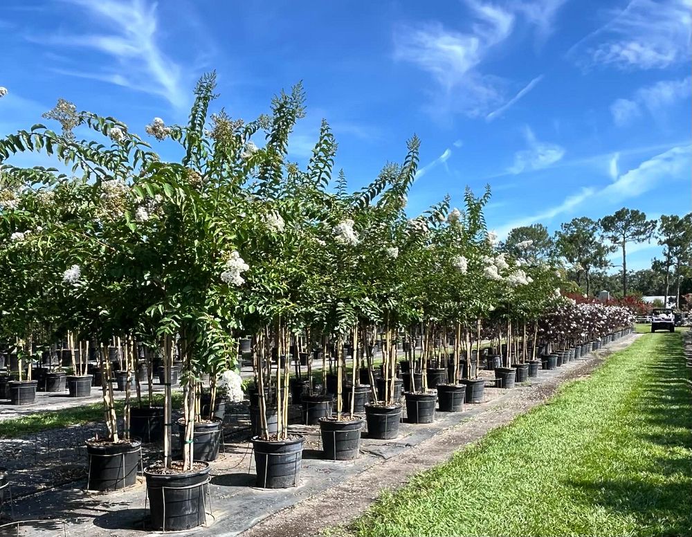 lagerstroemia-fauriei-natchez-japanese-crape-myrtle