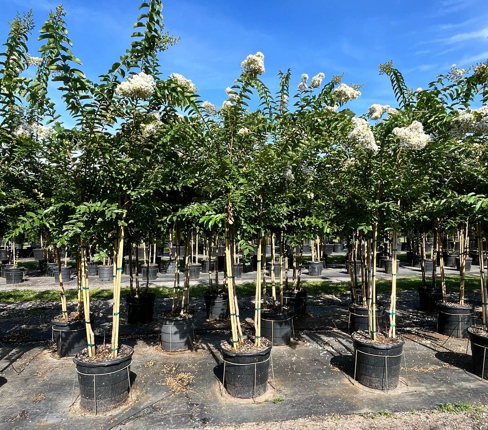 lagerstroemia-fauriei-natchez-japanese-crape-myrtle