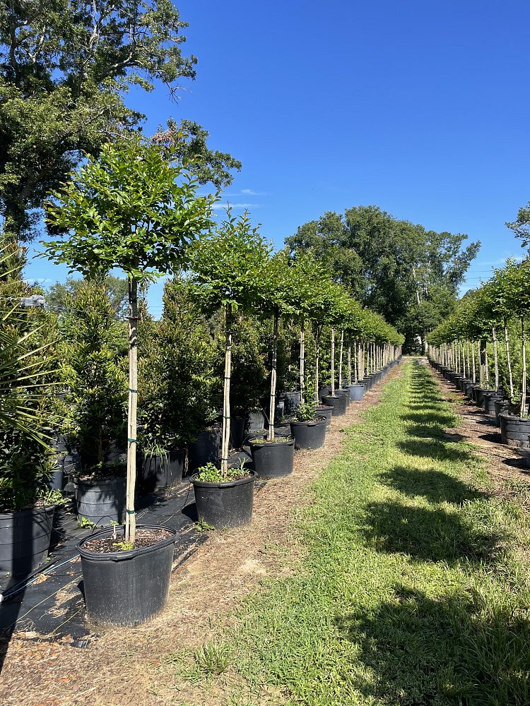 lagerstroemia-fauriei-natchez-japanese-crape-myrtle