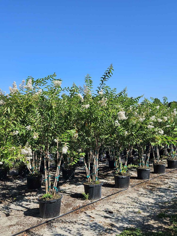 lagerstroemia-fauriei-natchez-japanese-crape-myrtle