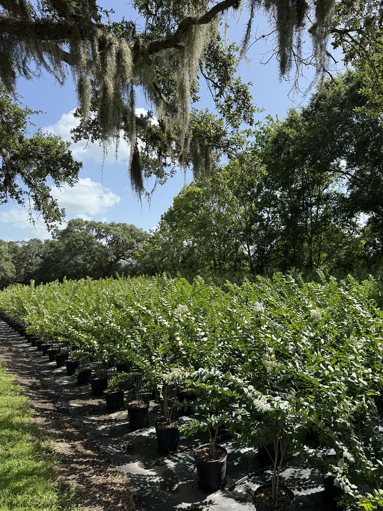 lagerstroemia-fauriei-natchez-japanese-crape-myrtle