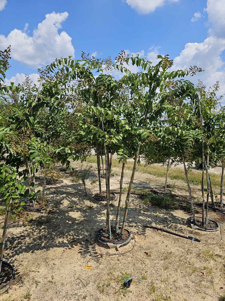 lagerstroemia-fauriei-natchez-japanese-crape-myrtle