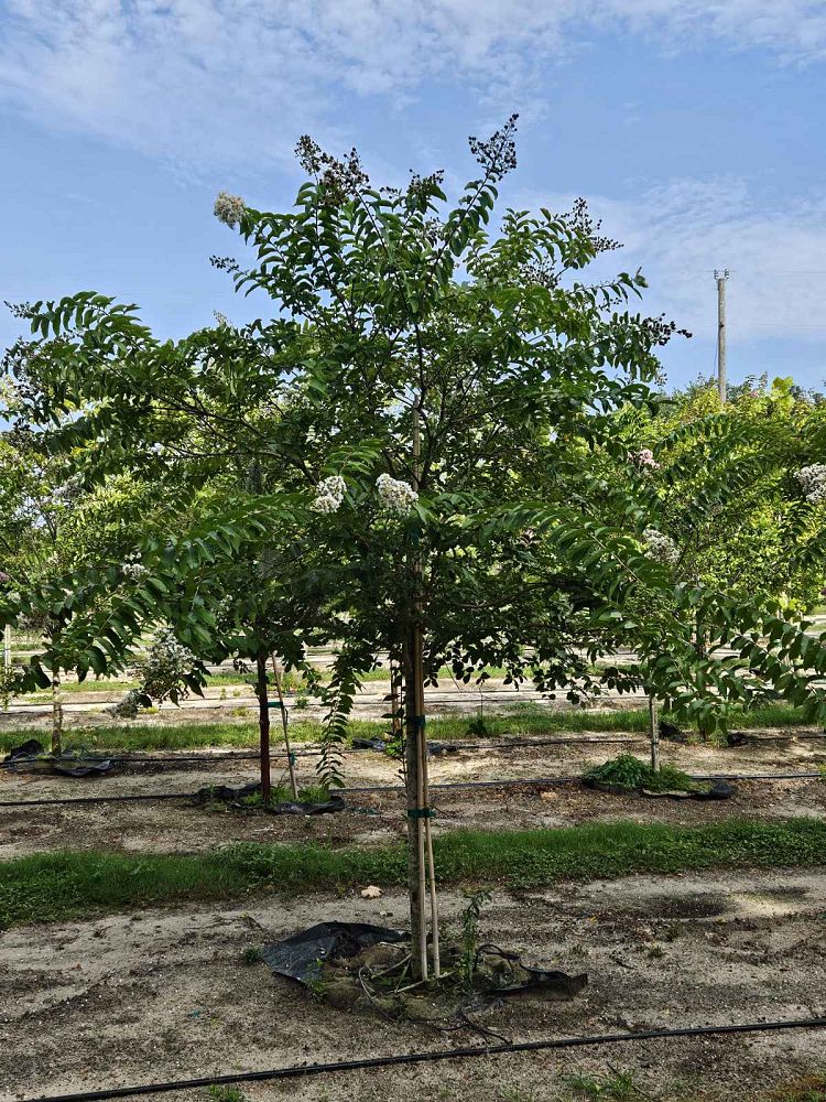 lagerstroemia-fauriei-natchez-japanese-crape-myrtle