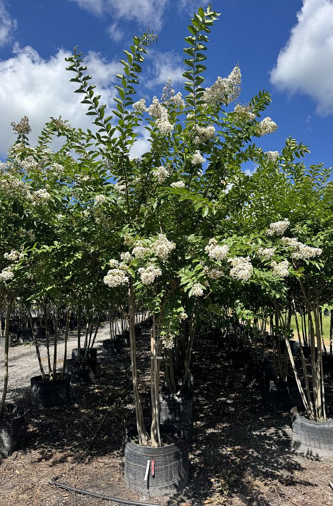 lagerstroemia-fauriei-natchez-japanese-crape-myrtle