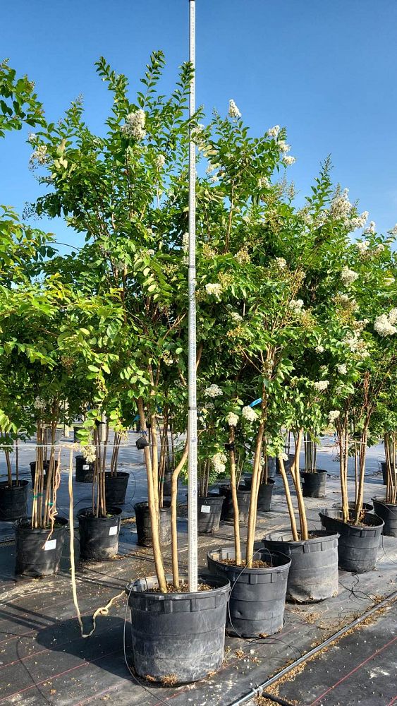 lagerstroemia-fauriei-natchez-japanese-crape-myrtle