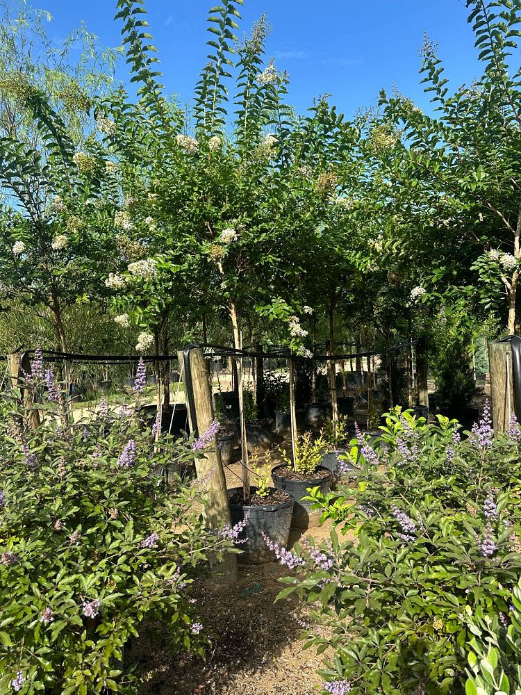 lagerstroemia-fauriei-natchez-japanese-crape-myrtle