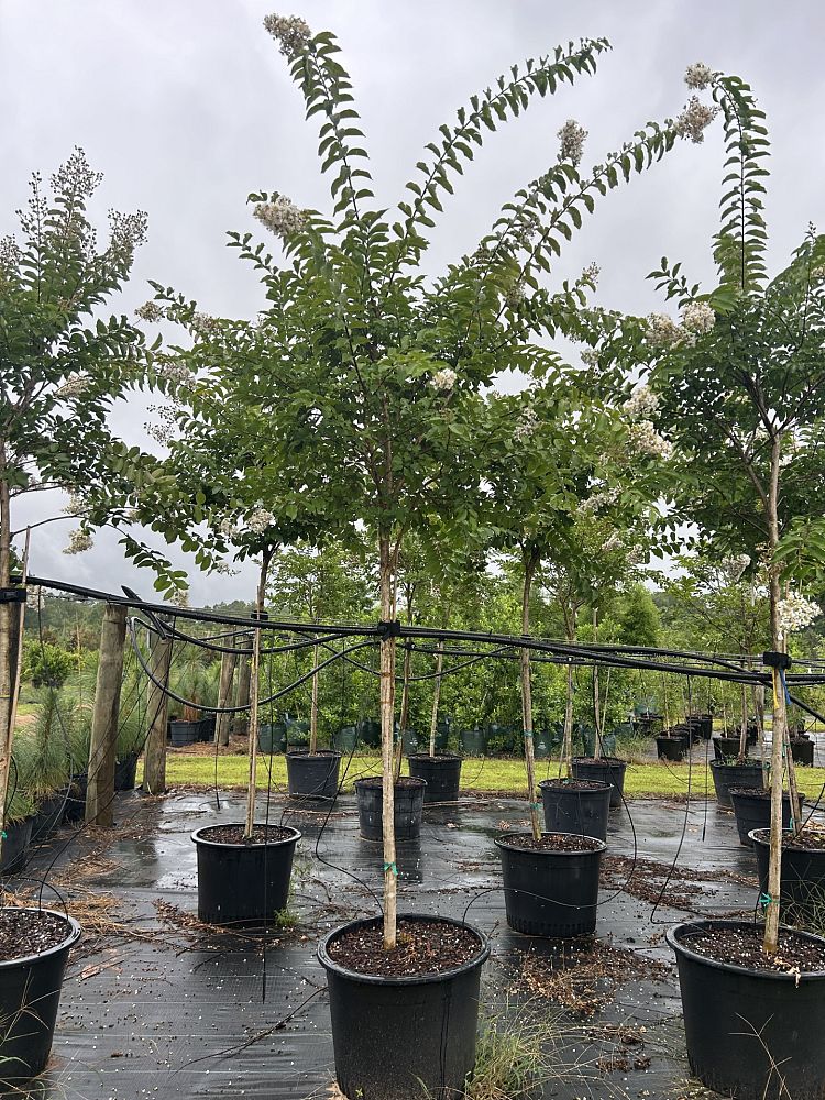 lagerstroemia-fauriei-natchez-japanese-crape-myrtle
