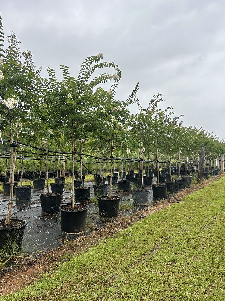 lagerstroemia-fauriei-natchez-japanese-crape-myrtle