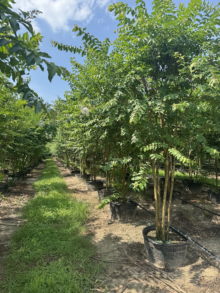 lagerstroemia-fauriei-natchez-japanese-crape-myrtle