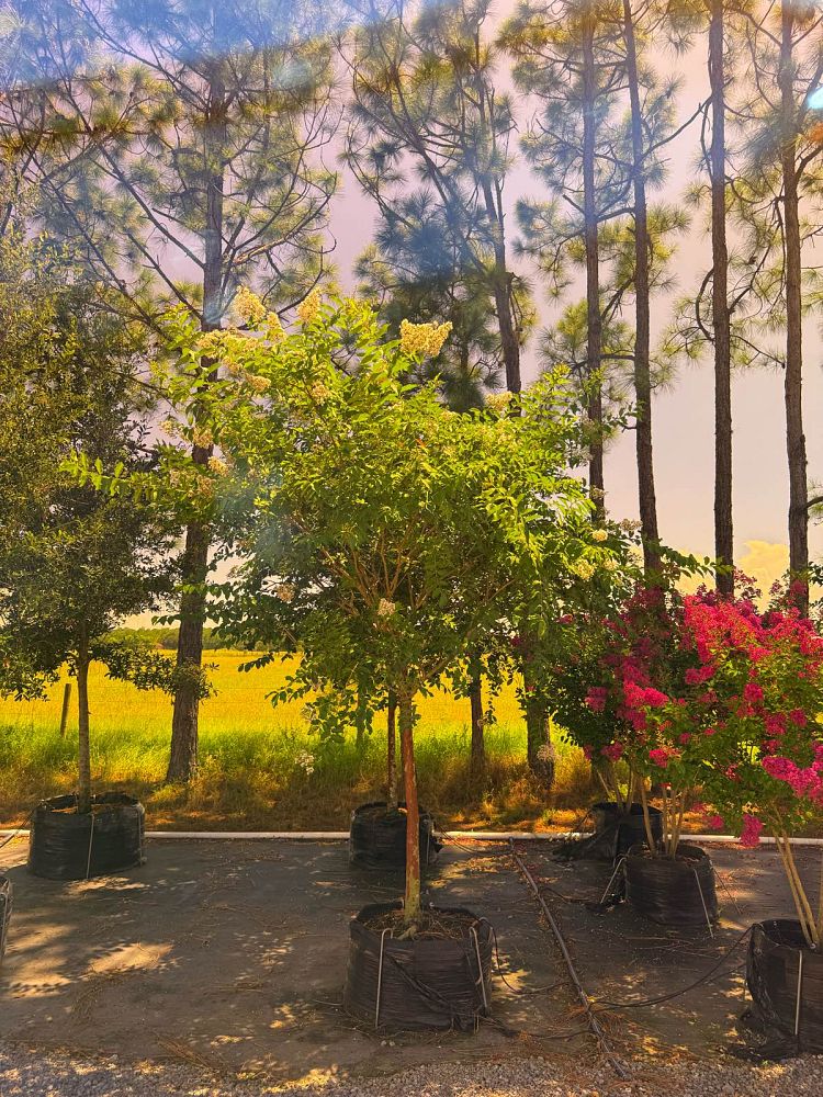 lagerstroemia-fauriei-natchez-japanese-crape-myrtle