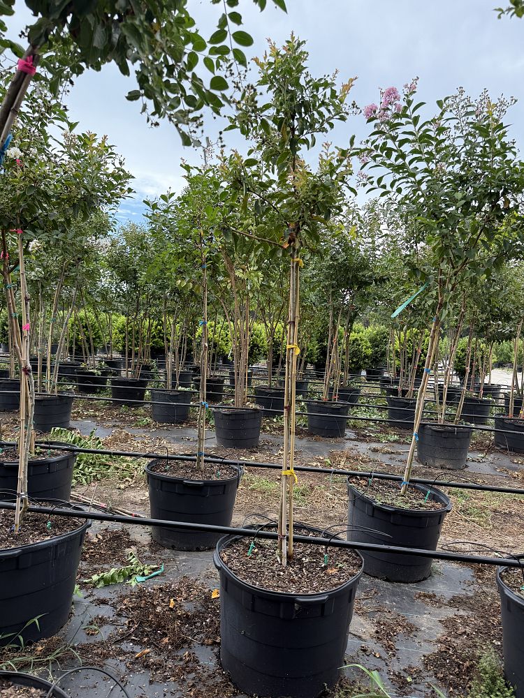 lagerstroemia-fauriei-natchez-japanese-crape-myrtle