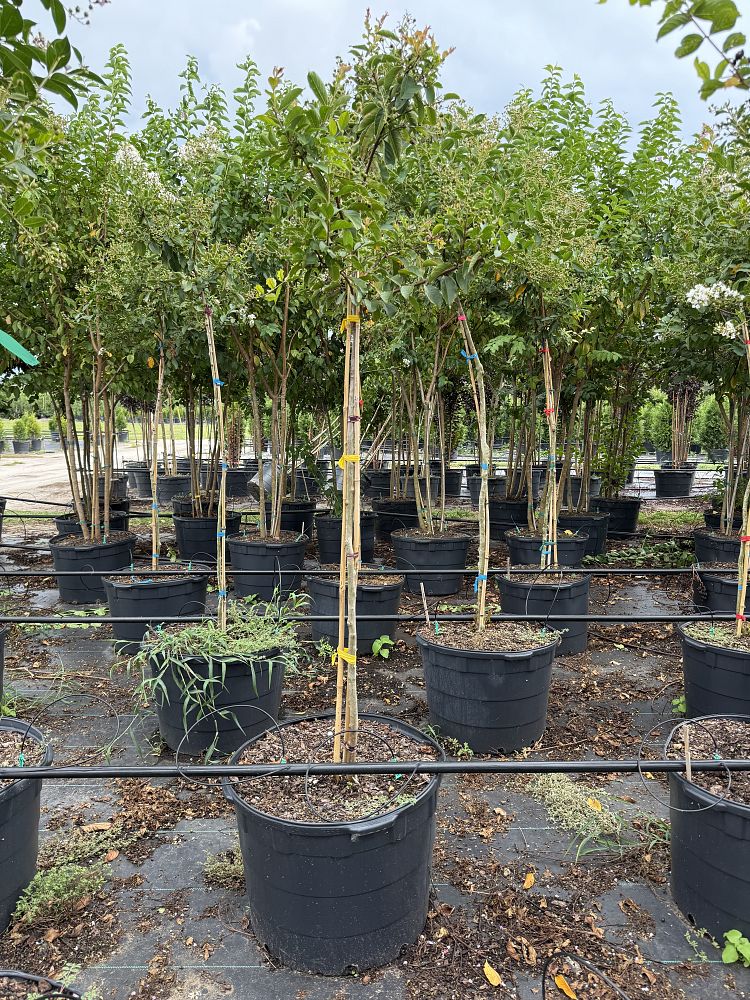 lagerstroemia-fauriei-natchez-japanese-crape-myrtle