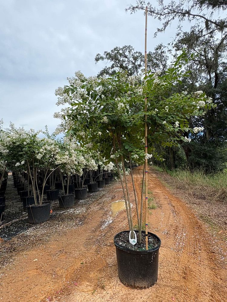lagerstroemia-fauriei-natchez-japanese-crape-myrtle