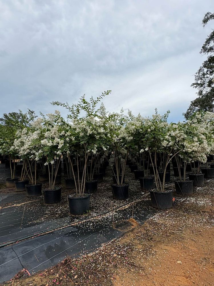lagerstroemia-fauriei-natchez-japanese-crape-myrtle